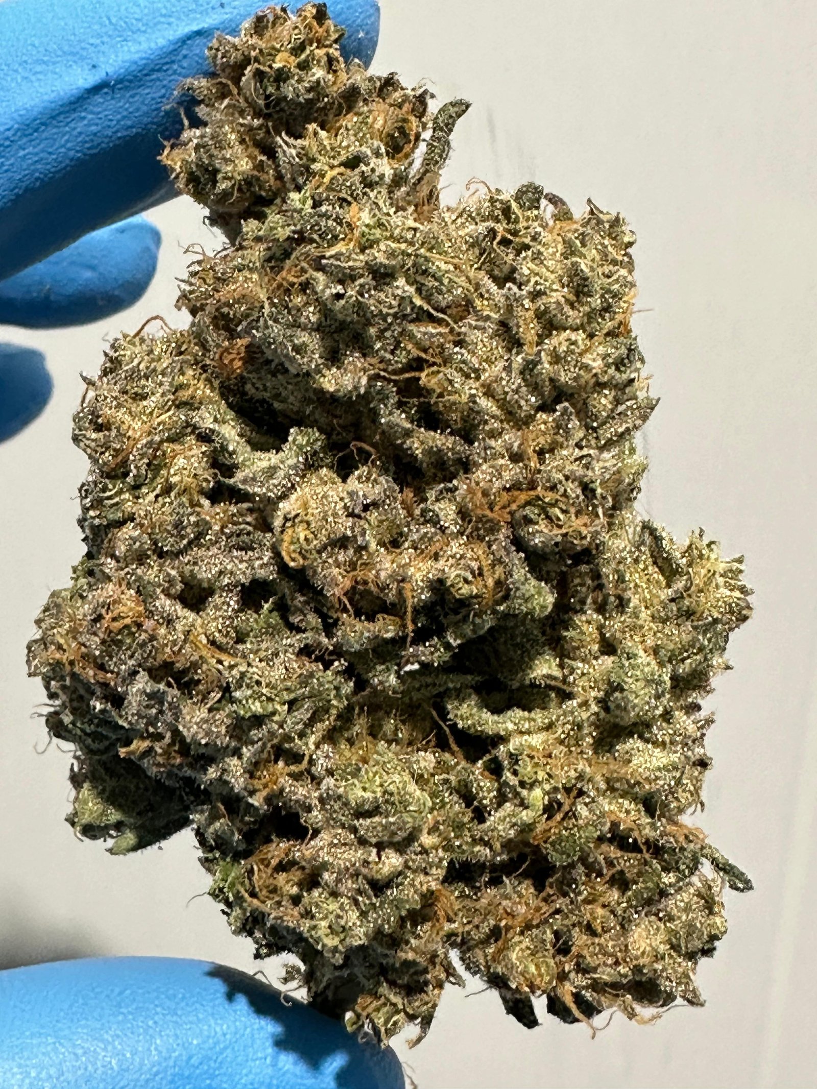 Bud Image 3